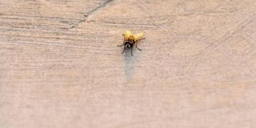 Cholera spreads in North Darfur, 640,000 children under threat, UNICEF warns – UN News