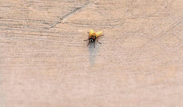 Cholera spreads in North Darfur, 640,000 children under threat, UNICEF warns – UN News