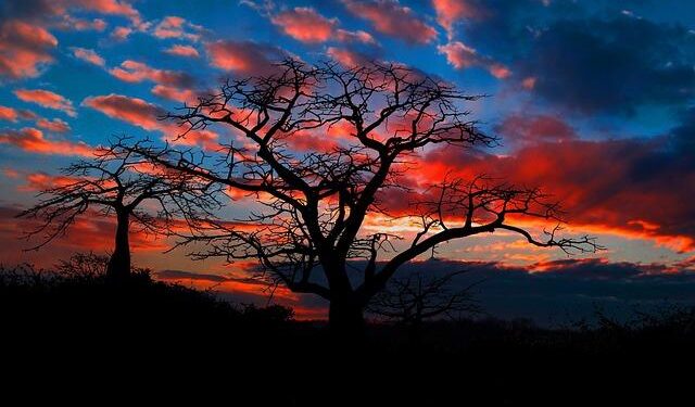 Angola: No accountability five years after protestor killing – Amnesty International