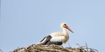 15th Bird’s Nest Happy Ice and Snow Season opens in Beijing – China.org