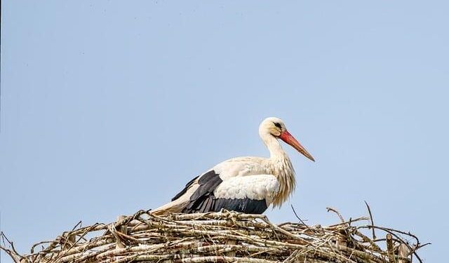 15th Bird’s Nest Happy Ice and Snow Season opens in Beijing – China.org