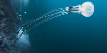 Red Sea return poses disruption threat to Asia-Europe trade – Journal of Commerce