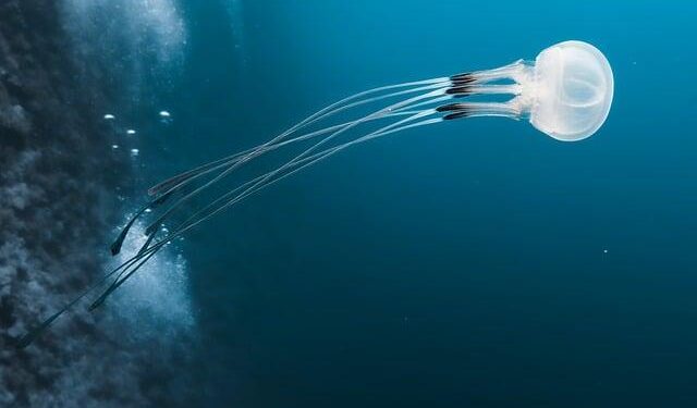 Red Sea return poses disruption threat to Asia-Europe trade – Journal of Commerce