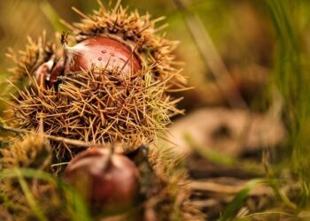 WBB to Open Season Against Duke in Paris – baylorbears.com