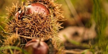 WBB to Open Season Against Duke in Paris – baylorbears.com