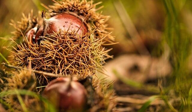 WBB to Open Season Against Duke in Paris – baylorbears.com