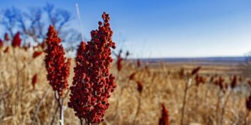 Missouri wants to seize Chinese assets to recover $24 billion judgment in COVID case – Missouri Independent