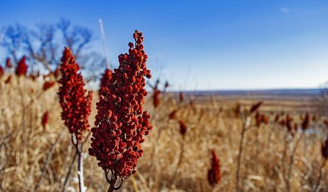 Missouri wants to seize Chinese assets to recover $24 billion judgment in COVID case – Missouri Independent