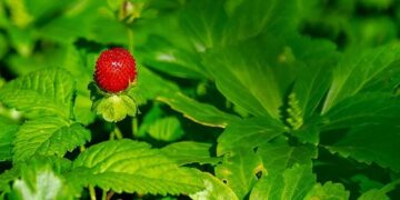 2025 Strawberry Music Festival kicks off in Urumqi – People’s Daily Online