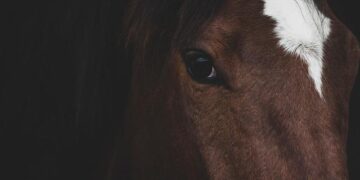 Why Is This “Dark Horse” in Central China in the Spotlight Once Again? – 36Kr