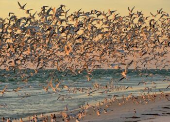 Devastating Flight Chaos in August New Updates: China Southern, China Eastern, Hainan, Shenzhen, and Air China Cancel Hundreds of Flights to Tokyo, Changchun, Beijing, Shanghai And More, Stranding Thousands of Passengers – Travel And Tour World