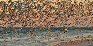 Devastating Flight Chaos in August New Updates: China Southern, China Eastern, Hainan, Shenzhen, and Air China Cancel Hundreds of Flights to Tokyo, Changchun, Beijing, Shanghai And More, Stranding Thousands of Passengers – Travel And Tour World