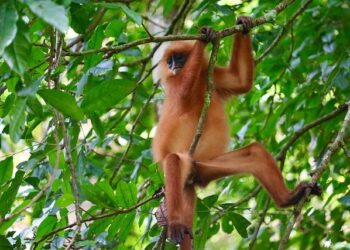 Delhi Assembly plans to scare monkeys away with langurs, mimicry | India News – Hindustan Times