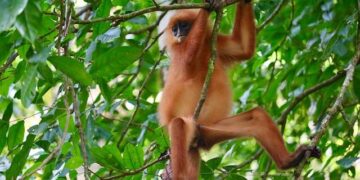 Delhi Assembly plans to scare monkeys away with langurs, mimicry | India News – Hindustan Times