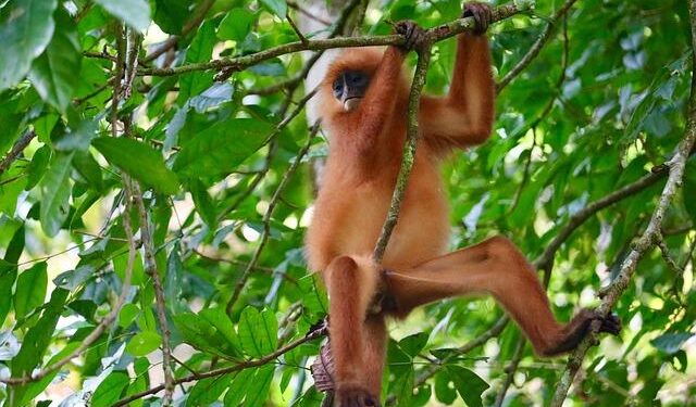 Delhi Assembly plans to scare monkeys away with langurs, mimicry | India News – Hindustan Times