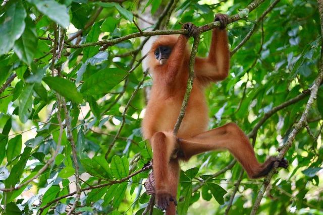 Delhi Assembly plans to scare monkeys away with langurs, mimicry | India News – Hindustan Times