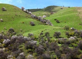 Kurdish leader Barzani pushes for leverage with Baghdad in Iraq vote – Reuters