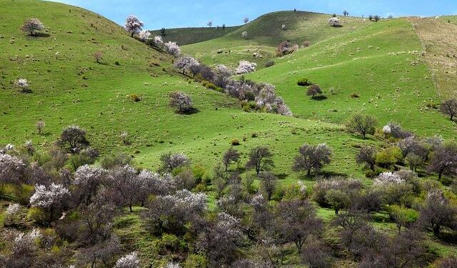 Kurdish leader Barzani pushes for leverage with Baghdad in Iraq vote – Reuters
