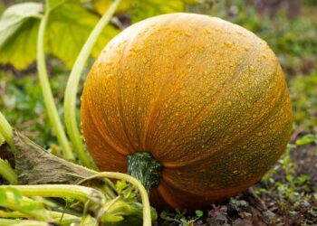 HCL Squash India Tour Jaipur 2025: Tanvi Khanna loses final against top seed – Olympics.com