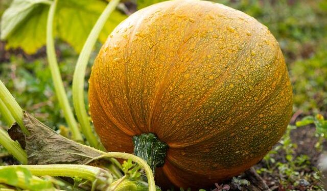 HCL Squash India Tour Jaipur 2025: Tanvi Khanna loses final against top seed – Olympics.com