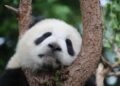 Giant panda Ya Ji celebrates 10th birthday – People’s Daily Online