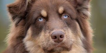 Three Australians accused of gunning down Melbourne underworld figure in Bali reveal their side of the story: ‘It all went sideways’ – Daily Mail