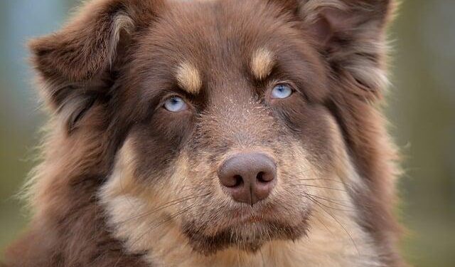 Three Australians accused of gunning down Melbourne underworld figure in Bali reveal their side of the story: ‘It all went sideways’ – Daily Mail