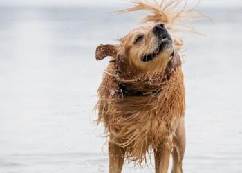 A symphony of woofs: This is what happens when 2,397 golden retrievers gather in an Argentina park – AP News