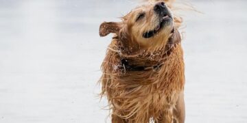 A symphony of woofs: This is what happens when 2,397 golden retrievers gather in an Argentina park – AP News