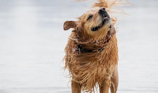 A symphony of woofs: This is what happens when 2,397 golden retrievers gather in an Argentina park – AP News