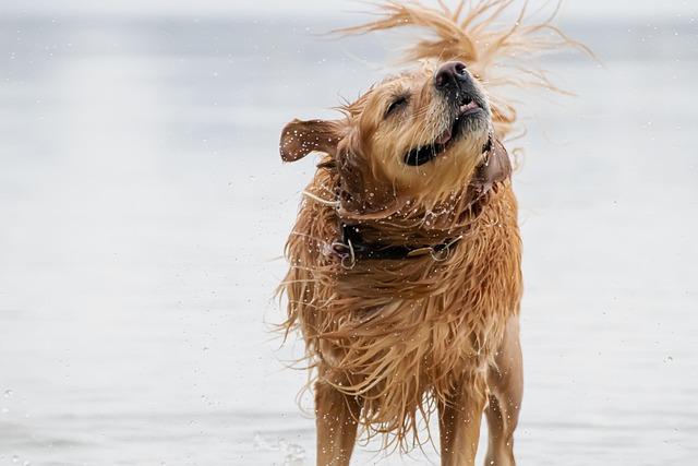 A symphony of woofs: This is what happens when 2,397 golden retrievers gather in an Argentina park – AP News