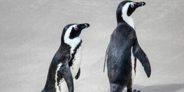 South African safety fears force parents in Cape Town to seek former white-only schools – BBC