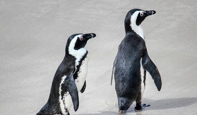 South African safety fears force parents in Cape Town to seek former white-only schools – BBC