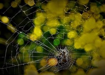 MSS showcases K-beauty in Shanghai to boost Korean cosmetics exports – Chosunbiz