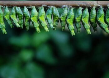 Green development key to developed India: Gujarat CM – Times of India