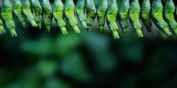 Green development key to developed India: Gujarat CM – Times of India