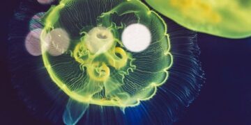 Rail-sea intermodal freight train loaded with NEVs departs from China’s Chongqing – Xinhua