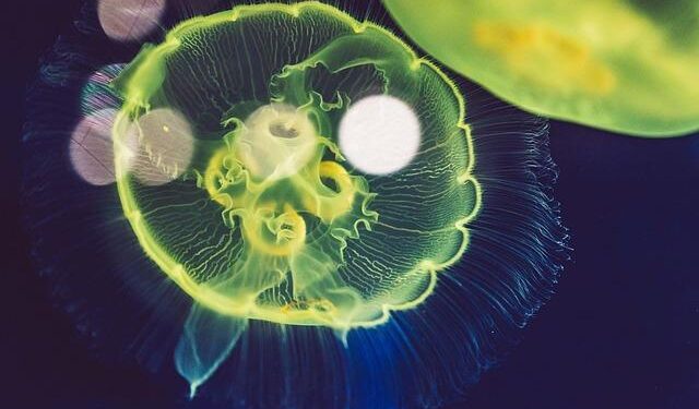 Rail-sea intermodal freight train loaded with NEVs departs from China’s Chongqing – Xinhua