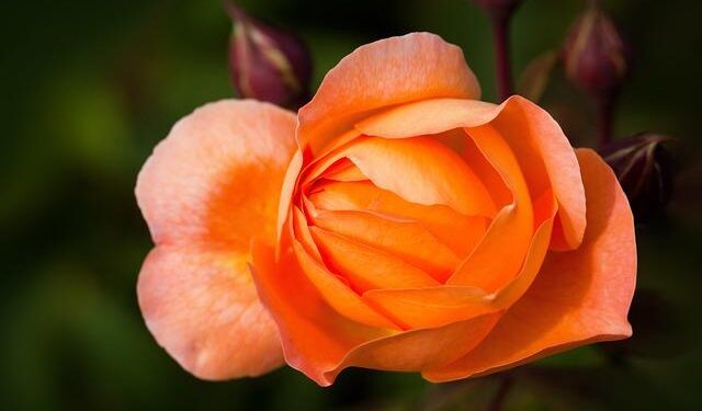 Emma Raducanu: British No 1 shares health update as she prepares for Ningbo Open in China | Tennis News – Sky Sports