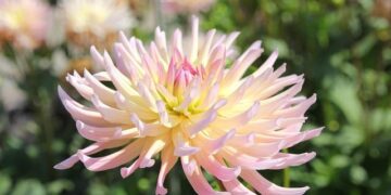 Henriette Lagou bids to become Ivory Coast’s first female president – africanews.com