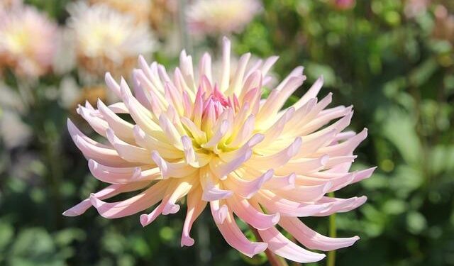 Henriette Lagou bids to become Ivory Coast’s first female president – africanews.com