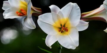 Hong Kong activist investor David Webb dies at 60 – The Standard (HK)