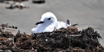 Red-billed gulls gather at Yitong River in Changchun – China Daily