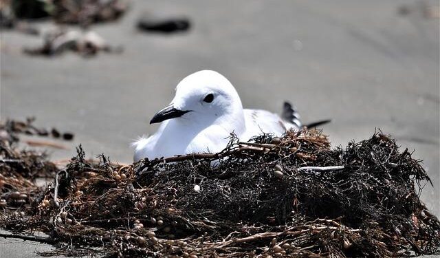 Red-billed gulls gather at Yitong River in Changchun – China Daily