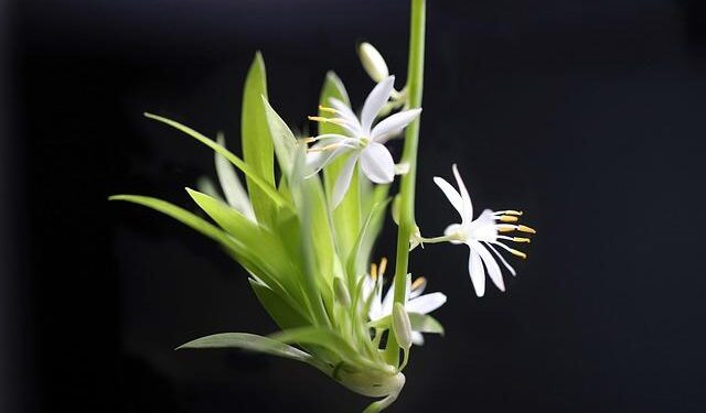 This international offshoot of SXSW is calling it quits in 2026 – Austin American-Statesman