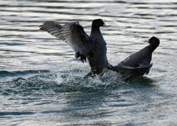 White supremacy notion threatens South Africa’s sovereignty, president says – Reuters