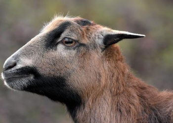 Cameroon households squeezed as tomato prices soar amid shortage – APAnews – Agence de Presse Africaine