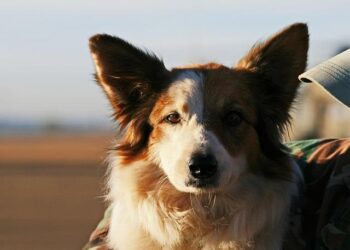 Border Patrol hiring event met with protests in St. Petersburg – WFLA