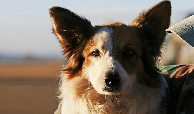 Border Patrol hiring event met with protests in St. Petersburg – WFLA