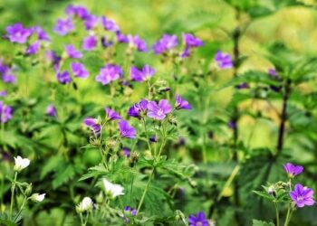 Robert Allan to design electric tug for China’s Tianjin Port – Offshore-Energy.biz